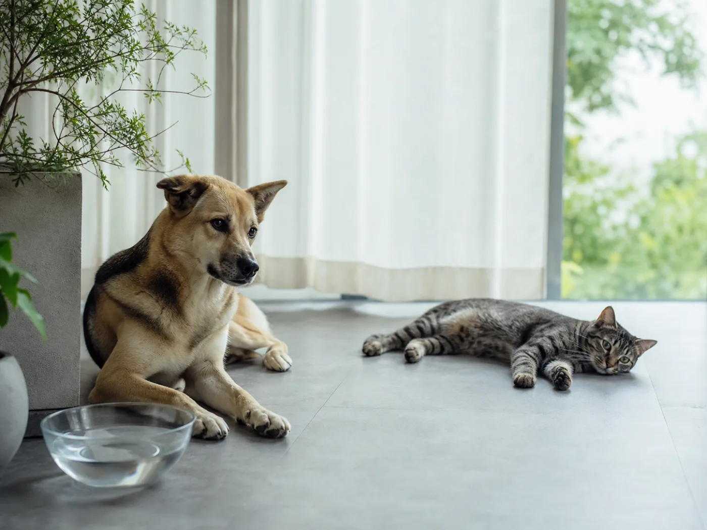 涼しい室内で水を用意して休む犬と猫